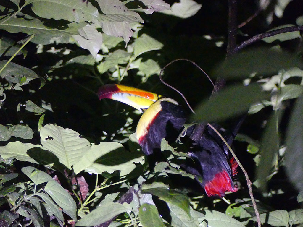 night toucan